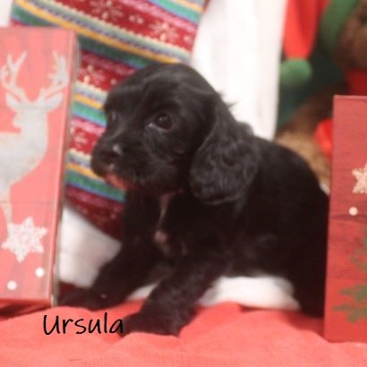 puppy, for, sale, Cockilier, Joe & Cherri  Overlease, dog, breeder, Miller, MO, dog-breeder, puppy-for-sale, forsale, nearby, find, puppyfind, locator, puppylocator, aca